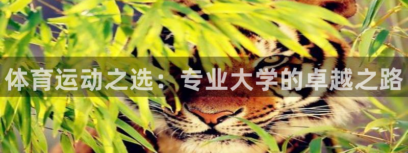 球皇看球赛免费的app下载：体育运动之选：专业大学的卓越之路